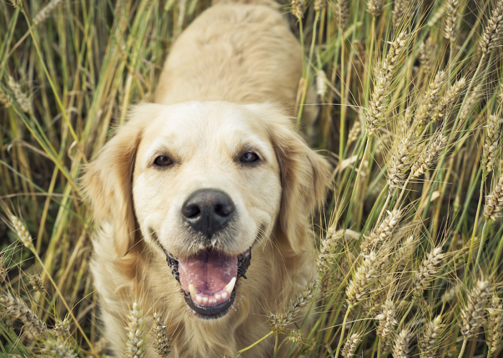 Les races de chiens de taille moyenne les plus populaires 