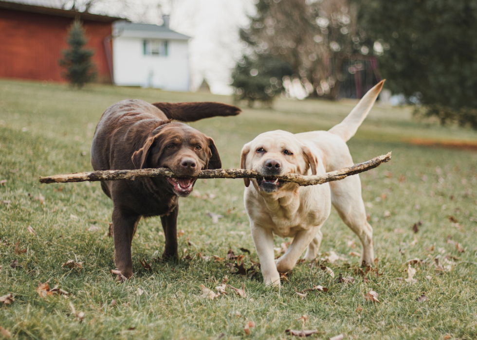 Les races de chiens de taille moyenne les plus populaires 