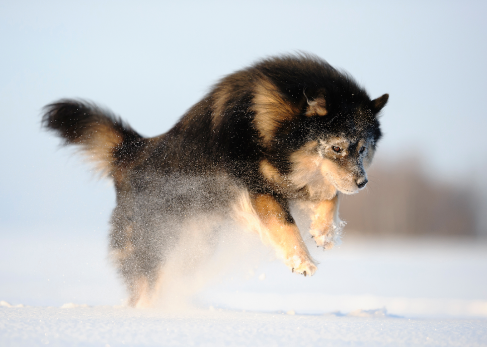 10 races de chiens qui aiment l hiver 