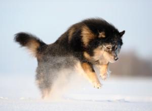 10 races de chiens qui aiment l hiver 