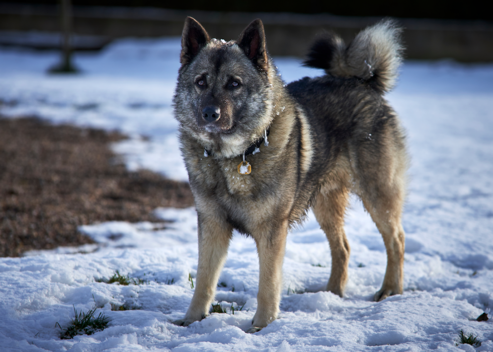 10 races de chiens qui aiment l hiver 