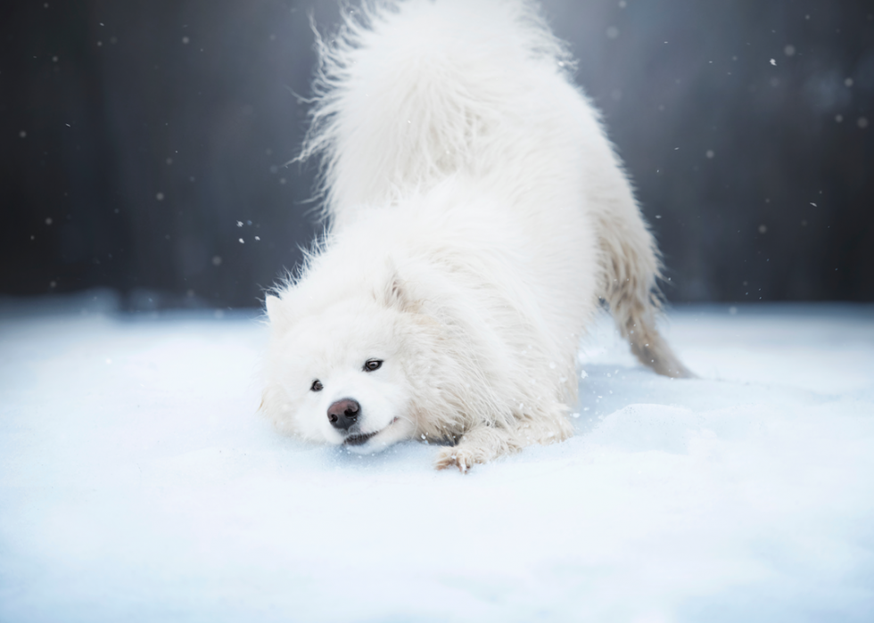 10 races de chiens qui aiment l hiver 