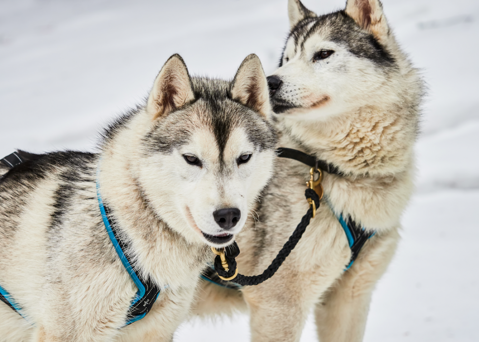 10 races de chiens qui aiment l hiver 