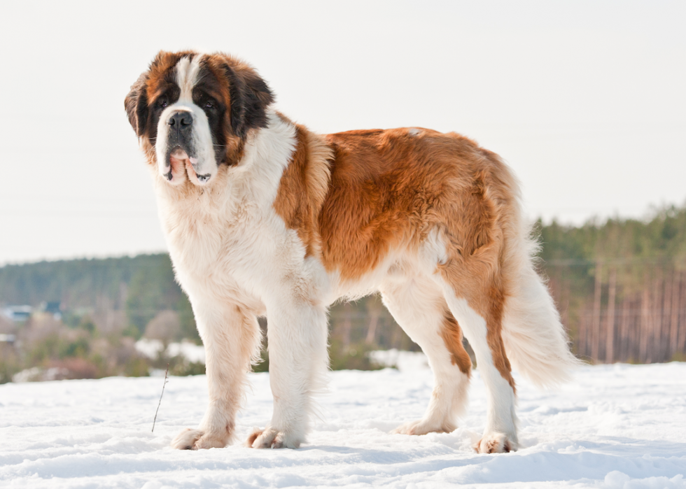 10 races de chiens qui aiment l hiver 