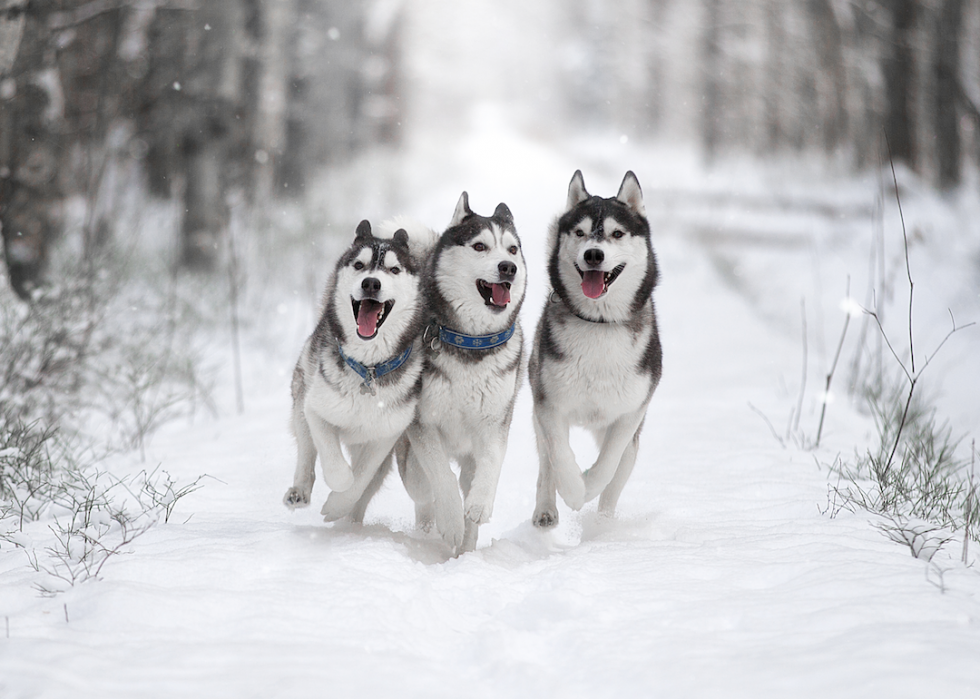 10 races de chiens qui aiment l hiver 