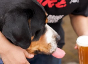 Mon chien peut-il manger ça ? 50 aliments humains que les chiens peuvent et ne peuvent pas manger 