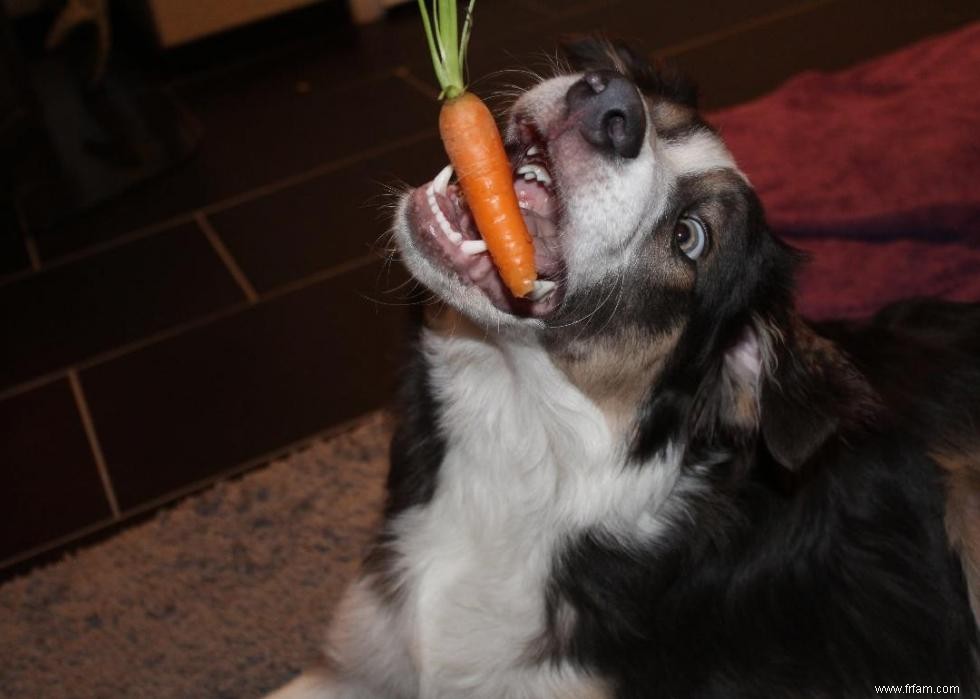 Mon chien peut-il manger ça ? 50 aliments humains que les chiens peuvent et ne peuvent pas manger 