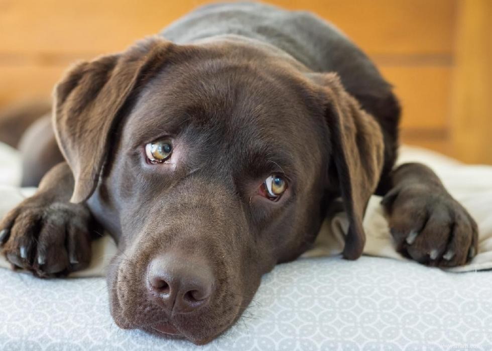 Mon chien peut-il manger ça ? 50 aliments humains que les chiens peuvent et ne peuvent pas manger 