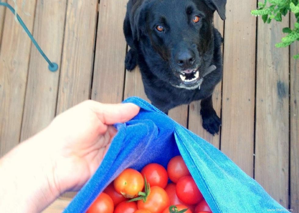 Mon chien peut-il manger ça ? 50 aliments humains que les chiens peuvent et ne peuvent pas manger 