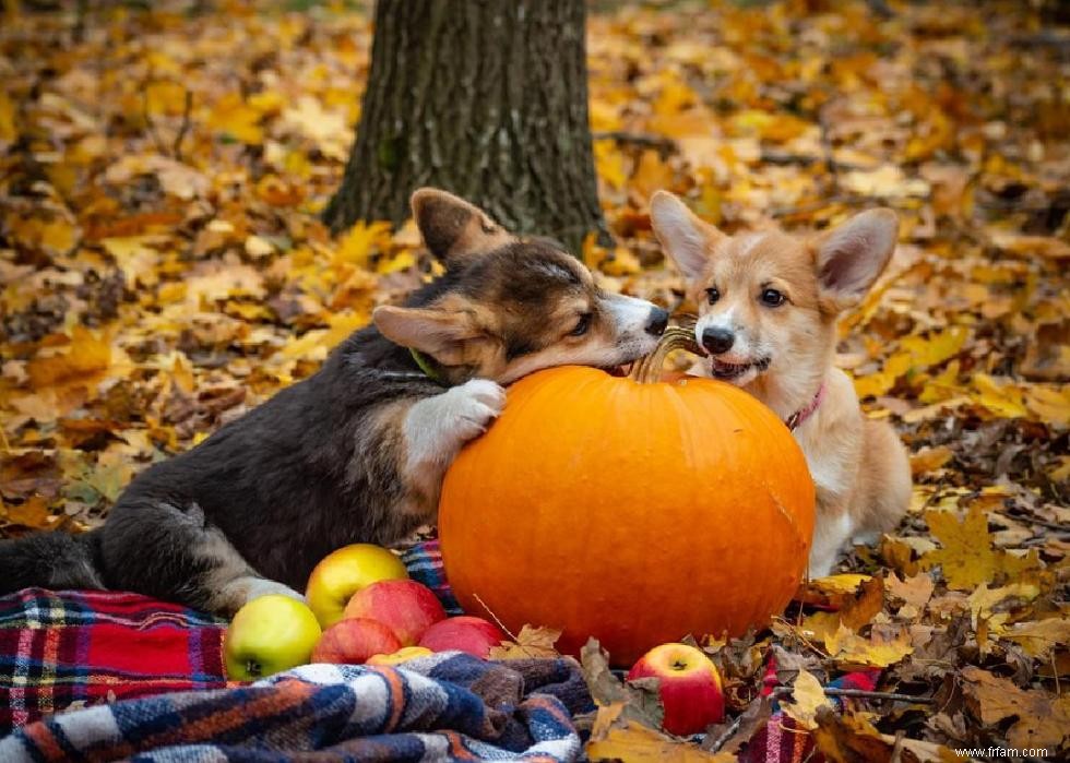 Mon chien peut-il manger ça ? 50 aliments humains que les chiens peuvent et ne peuvent pas manger 