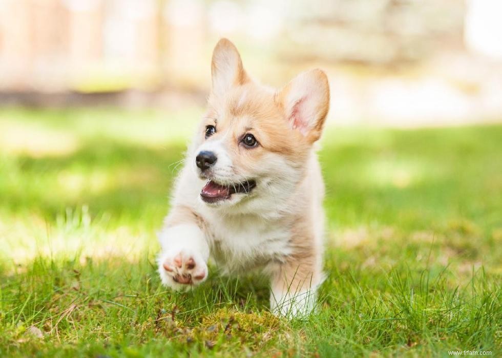 Les chiens les plus populaires et dignes d intérêt que vous devriez connaître 