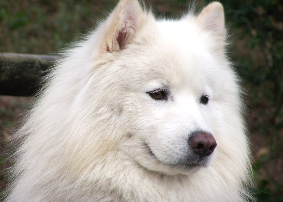 Les chiens les plus populaires et dignes d intérêt que vous devriez connaître 