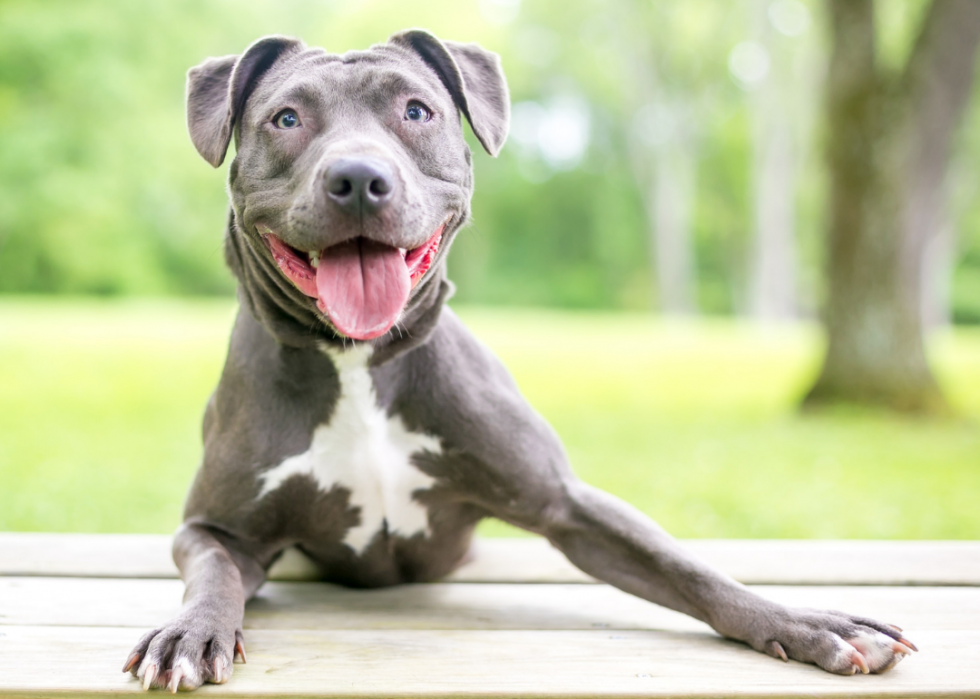 Les chiens les plus populaires et dignes d intérêt que vous devriez connaître 