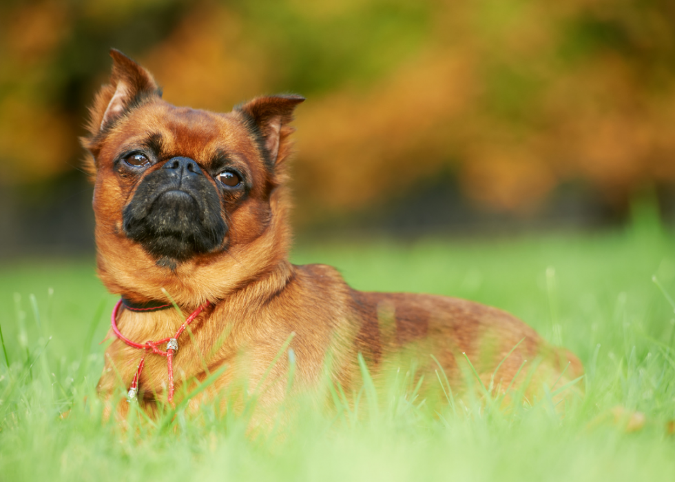 Les chiens les plus populaires et dignes d intérêt que vous devriez connaître 