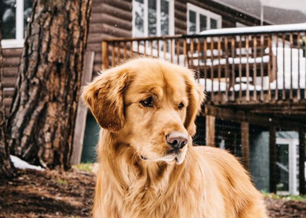 Les chiens les plus populaires et dignes d intérêt que vous devriez connaître 