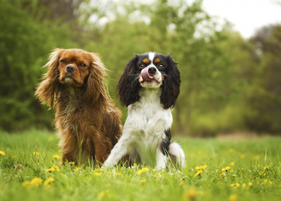 Les chiens les plus populaires et dignes d intérêt que vous devriez connaître 