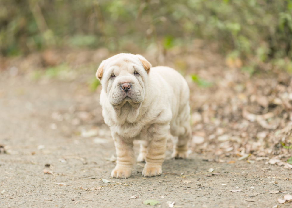 Les chiens les plus populaires et dignes d intérêt que vous devriez connaître 