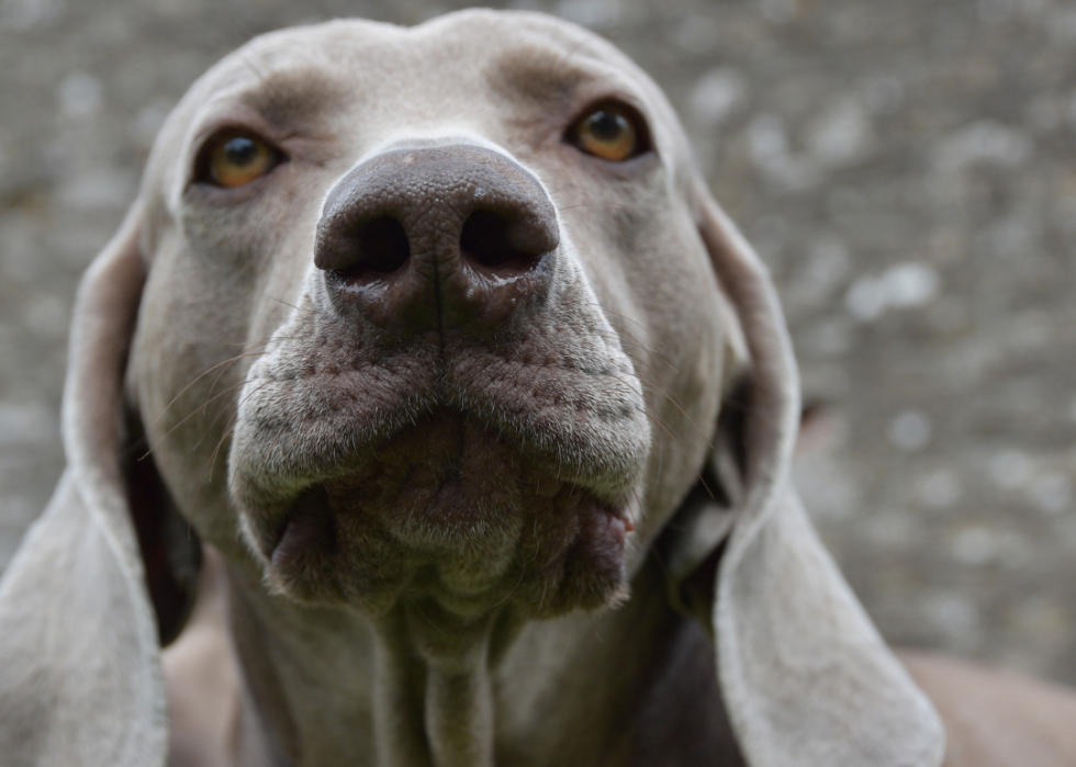 Les chiens les plus populaires et dignes d intérêt que vous devriez connaître 