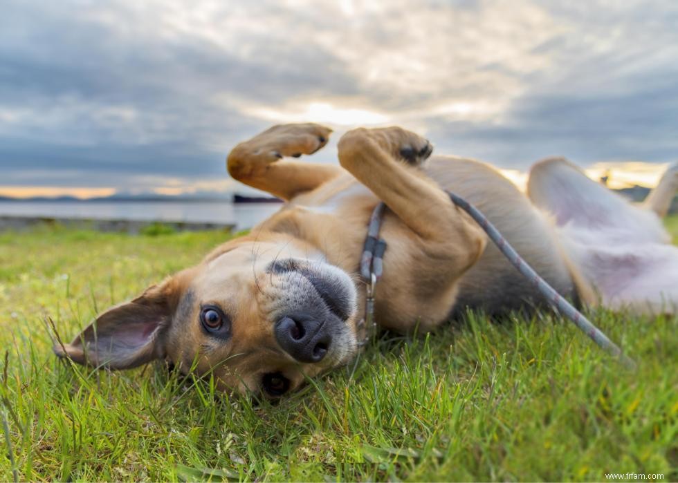 Les chiens les plus populaires et dignes d intérêt que vous devriez connaître 