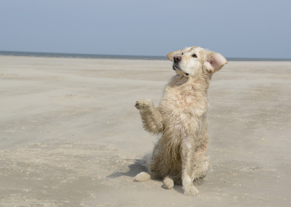 Les chiens les plus populaires et dignes d intérêt que vous devriez connaître 