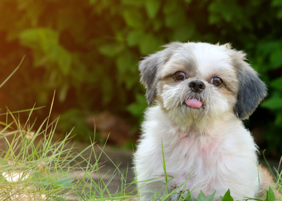 Les chiens les plus populaires et dignes d intérêt que vous devriez connaître 