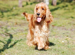 Races de chiens à vie la plus courte 