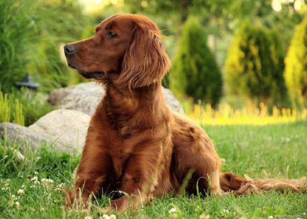 Races de chiens à vie la plus courte 