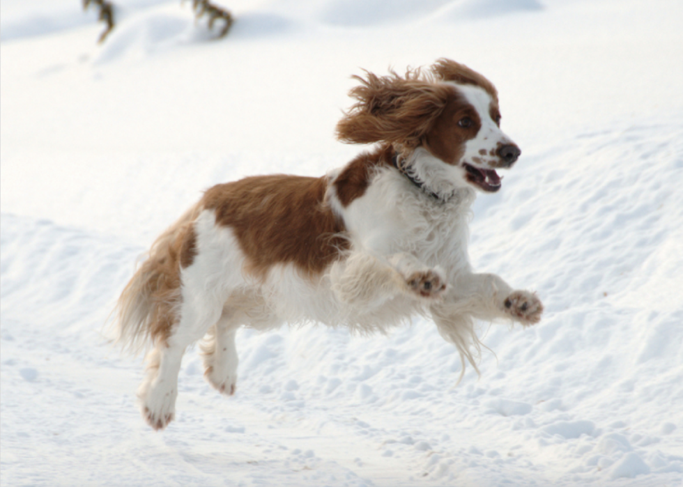 Races de chiens à vie la plus courte 