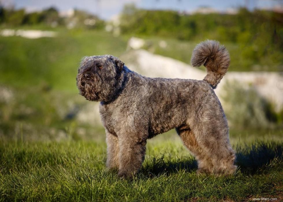 Races de chiens à vie la plus courte 