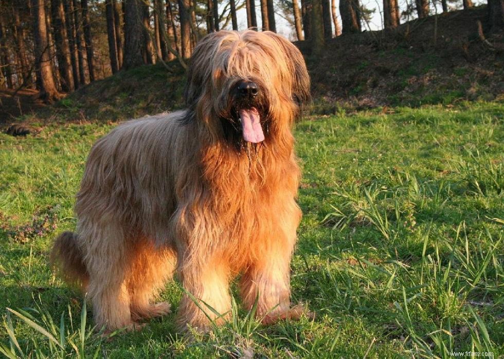 Races de chiens à vie la plus courte 