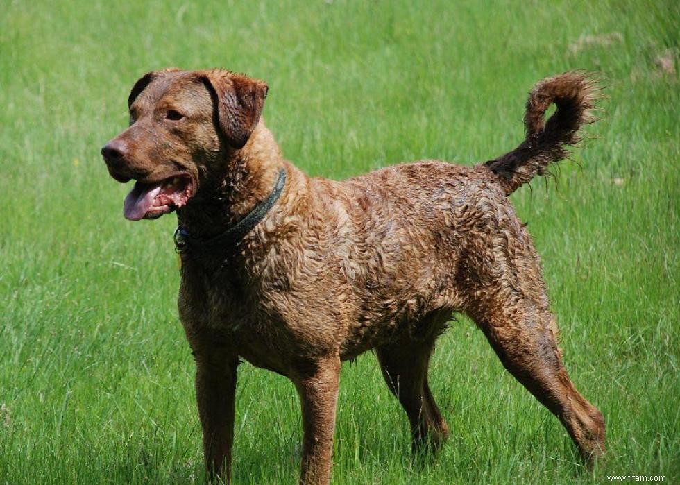 Races de chiens à vie la plus courte 