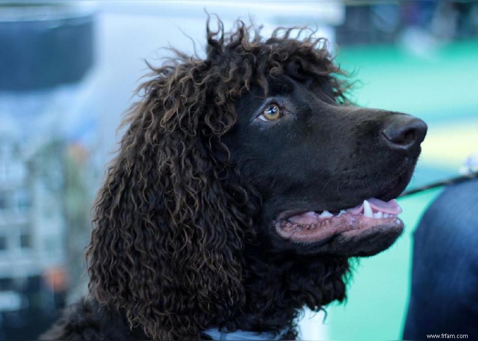 Races de chiens à vie la plus courte 