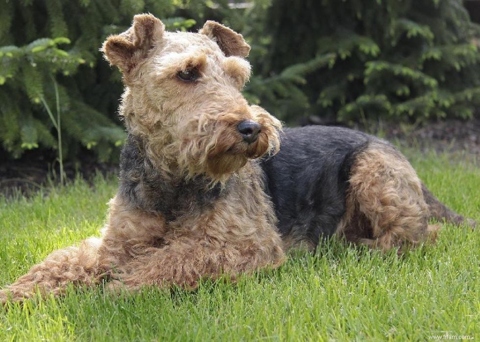 Races de chiens à vie la plus courte 