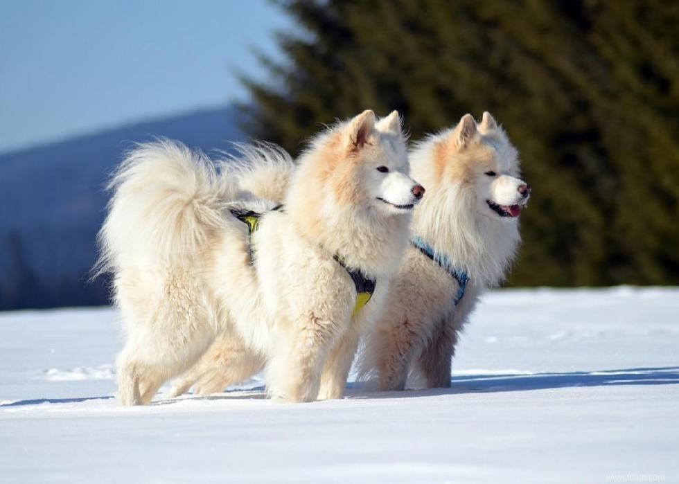 Races de chiens à vie la plus courte 