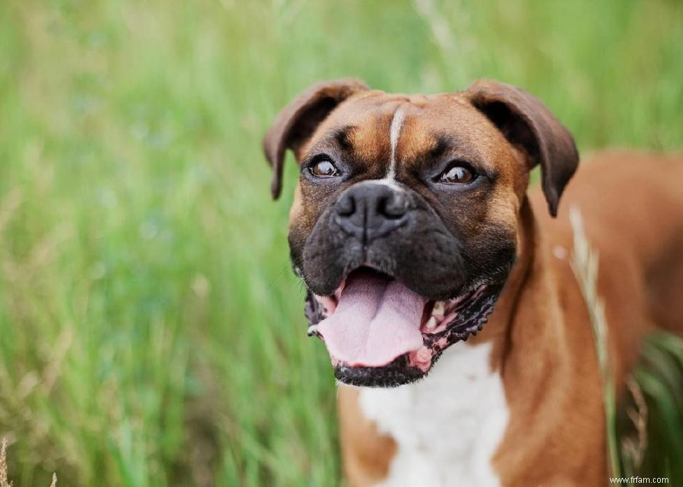 Races de chiens à vie la plus courte 