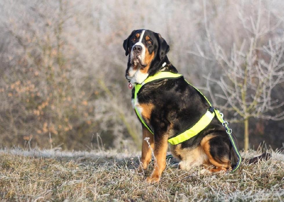 Races de chiens à vie la plus courte 