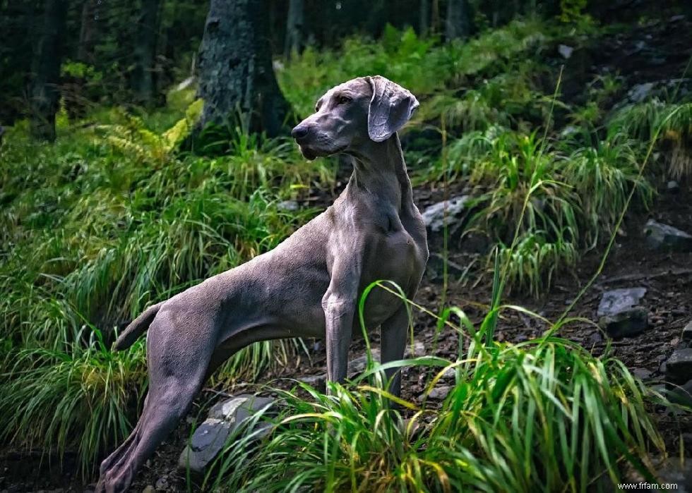 Races de chiens à vie la plus courte 