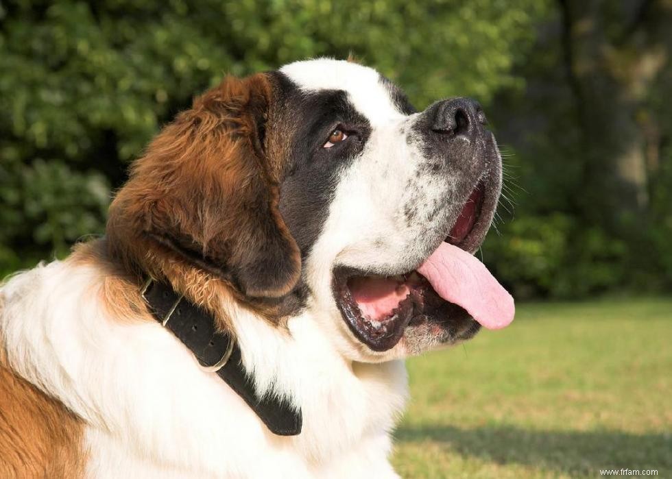 Races de chiens à vie la plus courte 