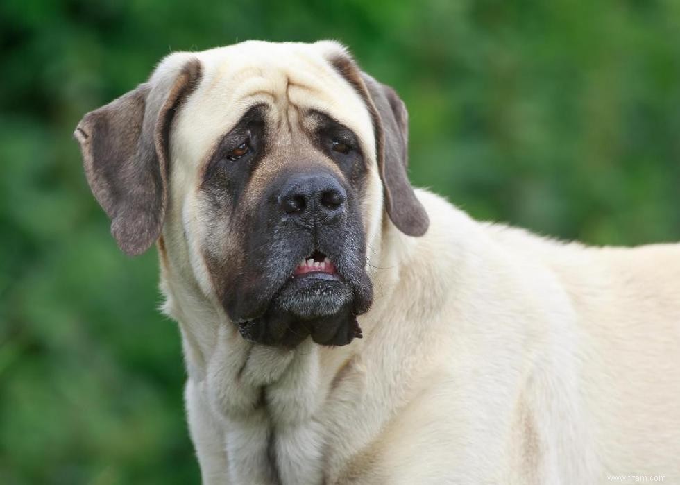 Races de chiens à vie la plus courte 