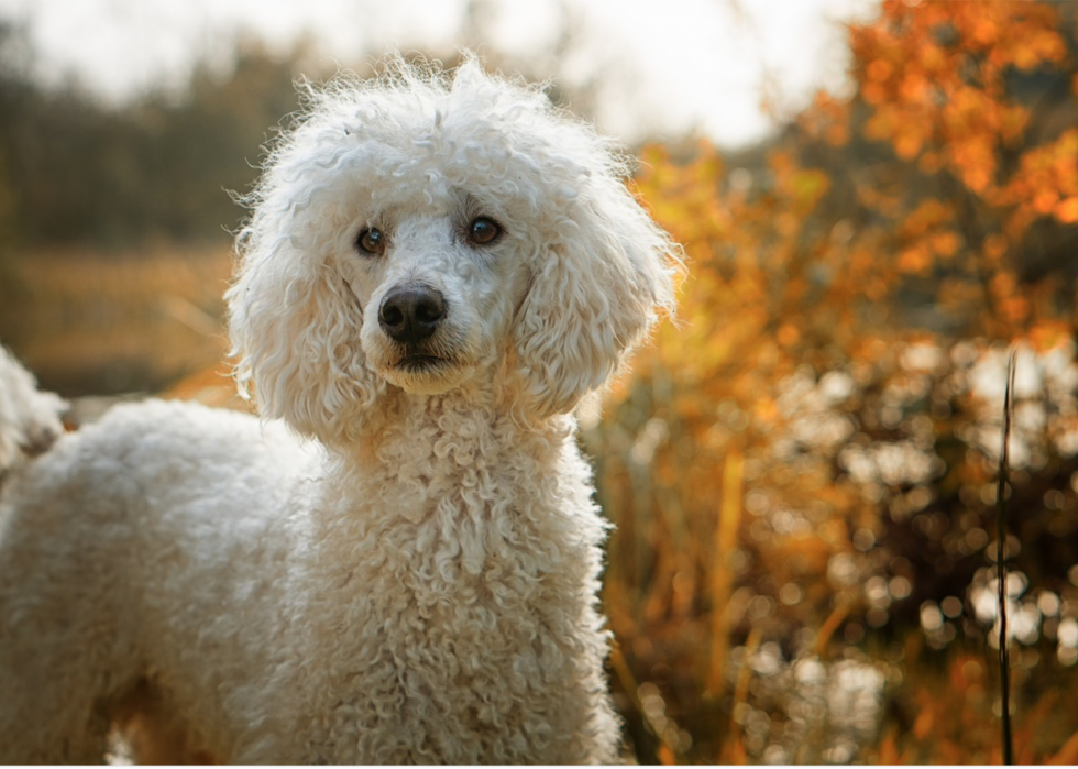 Race de chien la plus populaire l année de votre naissance 