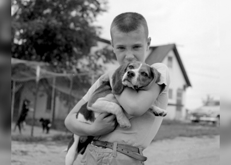 Race de chien la plus populaire l année de votre naissance 