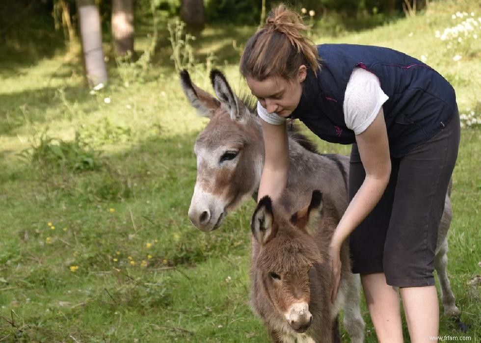 20 exemples d animaux de thérapie qui ne sont pas des chiens 