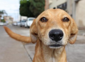 Pourquoi les chiens lèchent-ils les gens ? Et des réponses à 50 autres questions canines 