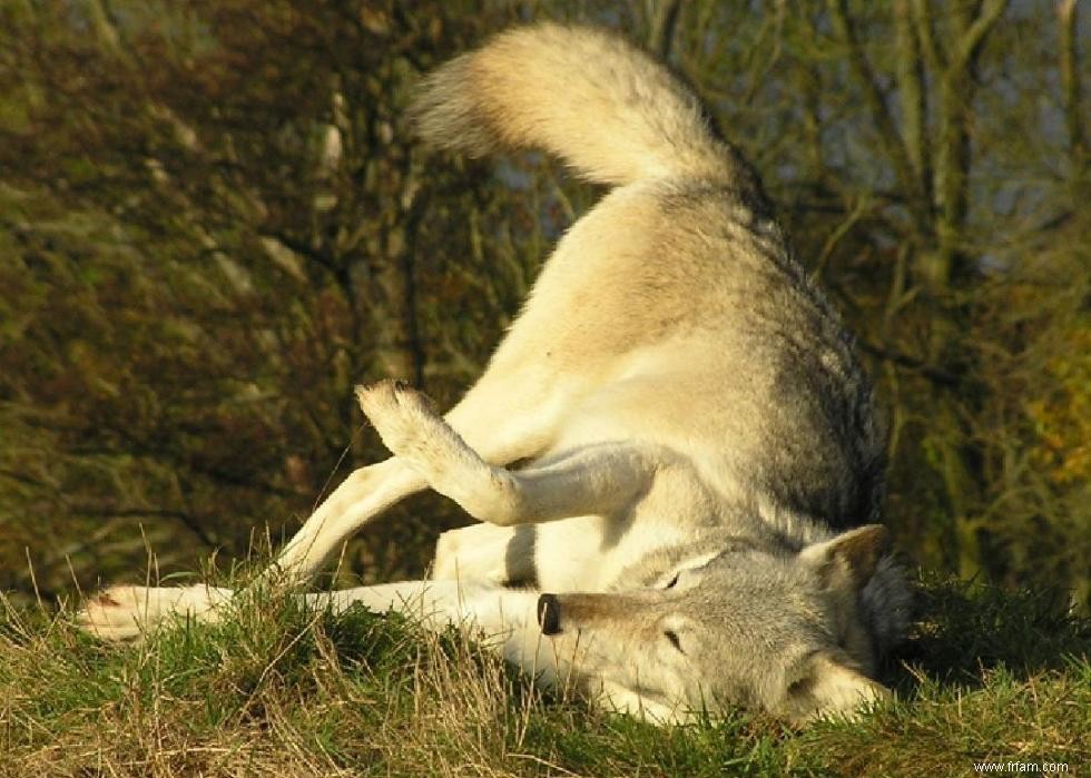 Pourquoi les chiens lèchent-ils les gens ? Et des réponses à 50 autres questions canines 