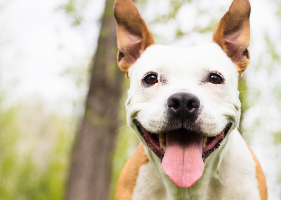 Pourquoi les chiens lèchent-ils les gens ? Et des réponses à 50 autres questions canines 