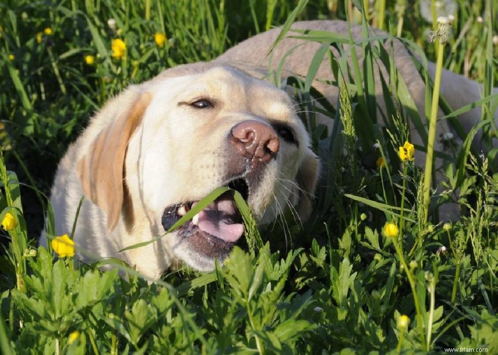 Pourquoi les chiens lèchent-ils les gens ? Et des réponses à 50 autres questions canines 