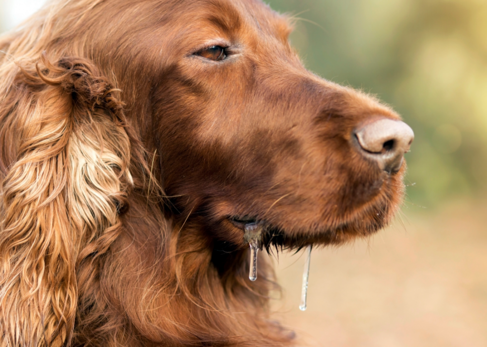 Pourquoi les chiens lèchent-ils les gens ? Et des réponses à 50 autres questions canines 