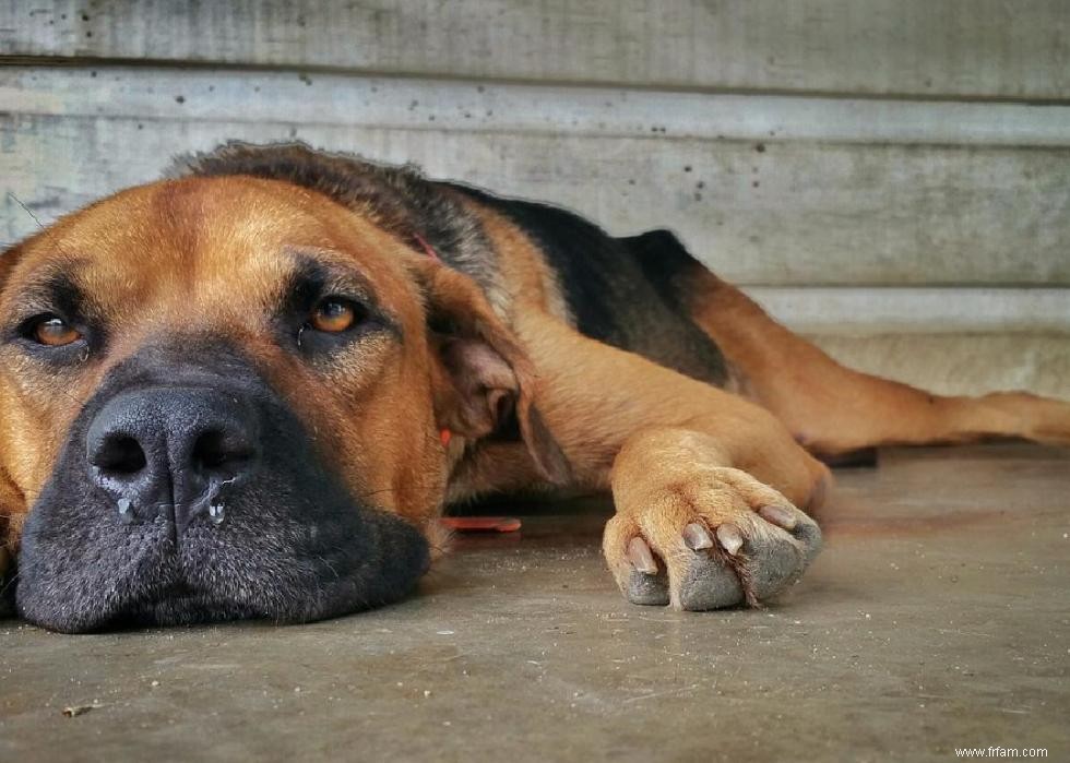 Pourquoi les chiens lèchent-ils les gens ? Et des réponses à 50 autres questions canines 