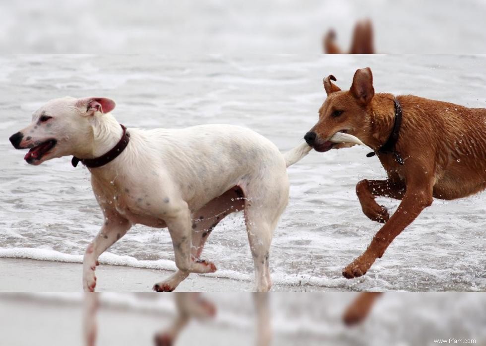 Pourquoi les chiens lèchent-ils les gens ? Et des réponses à 50 autres questions canines 