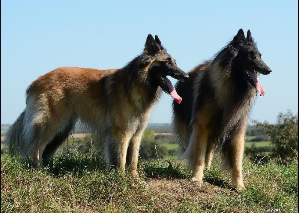 Pourquoi les chiens lèchent-ils les gens ? Et des réponses à 50 autres questions canines 